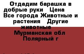 Отдадим барашка в добрые руки › Цена ­ 1 - Все города Животные и растения » Другие животные   . Мурманская обл.,Полярный г.